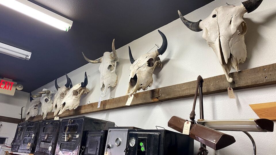 Bull and Cow heads skeletons for sale in Oatman Arizona