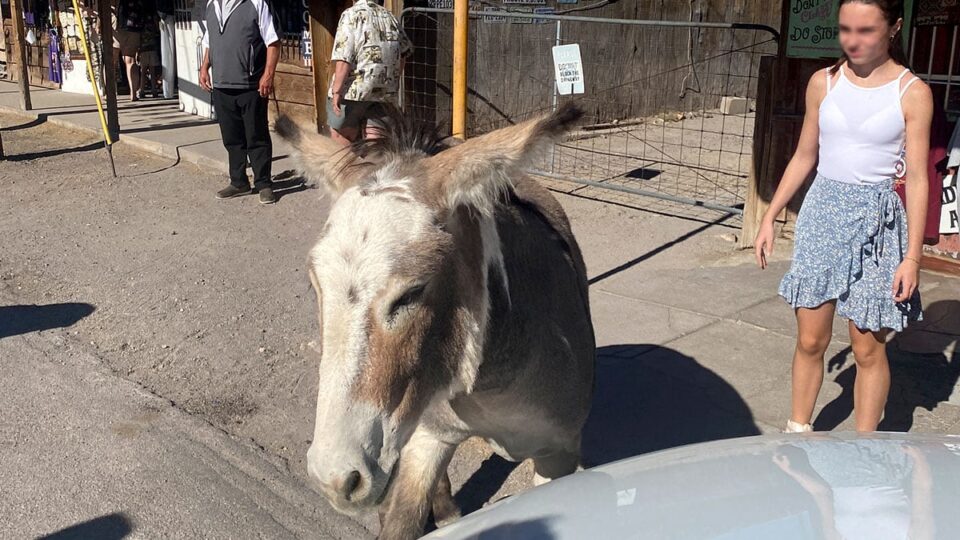 Wild Burro on Oatman Highway street