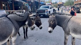 Wild Burros in Oatman, AZ