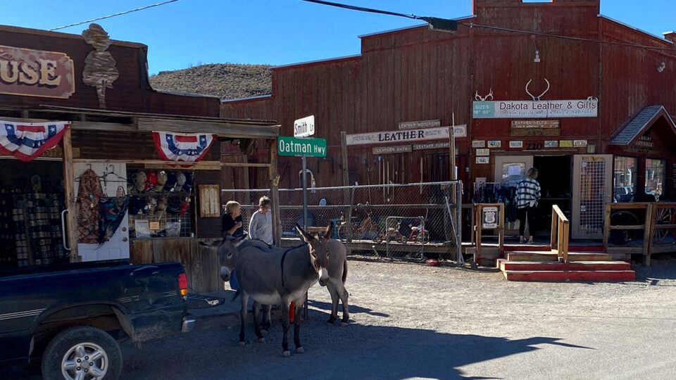 Wild Burros outside Dakota Leather and Gifts Store in Oatman