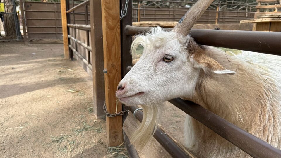 A Close up on a white Goat