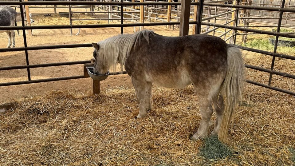 A Pony Drinking