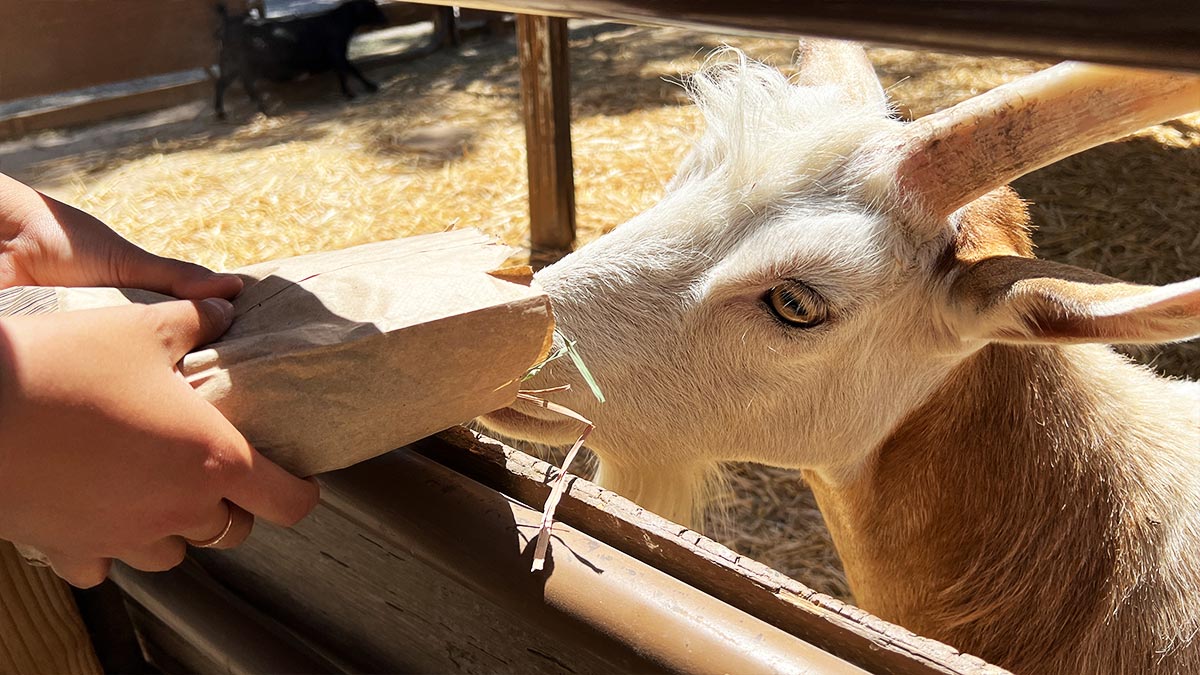 Close Up Goats The Las Vegas Farm