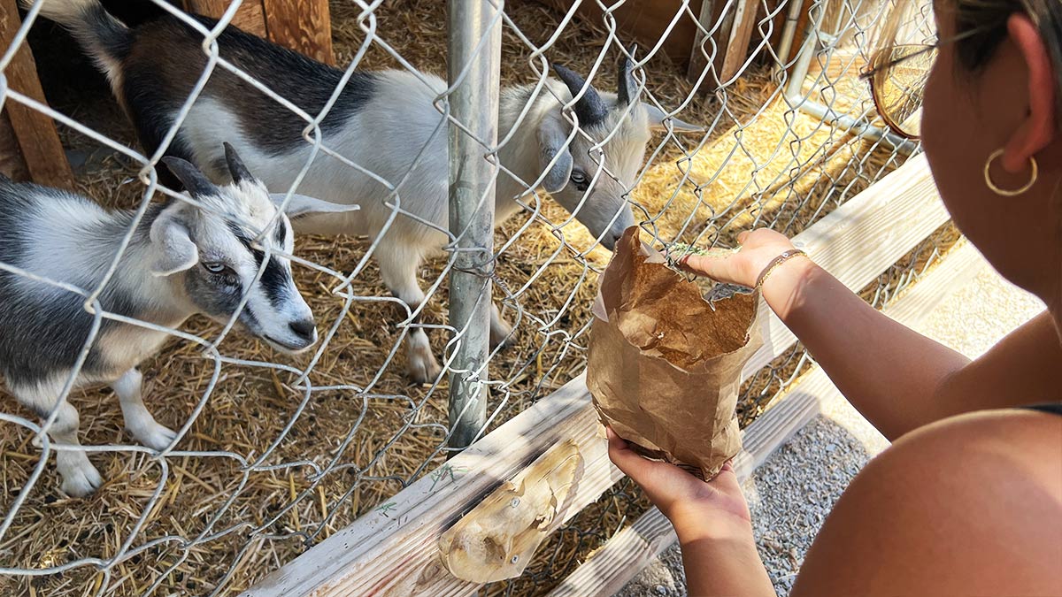 Feeding Baby Goats The Las Vegas Farm