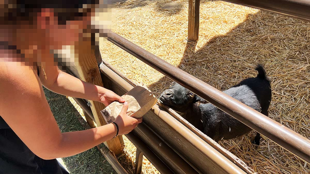 Feeding Goats at the Las Vegas Farm