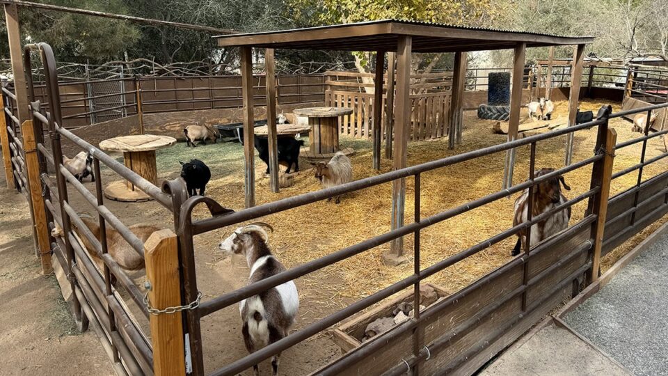 Goats at the farm where kids can feed and pet