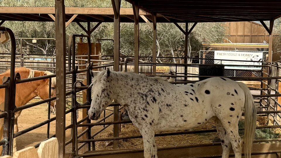 Horses in The Farm