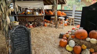 The Las Vegas Farm - Beautiful Entrance