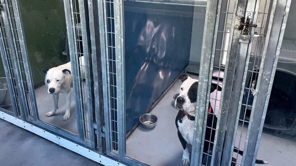 Adopting a Pet: A Special Experience
