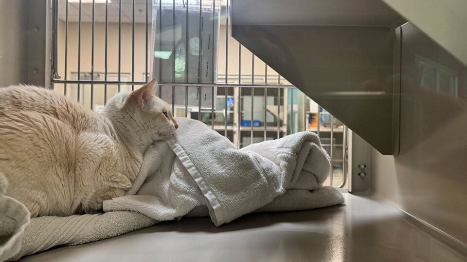 Affordable Veterinary Care for the Community