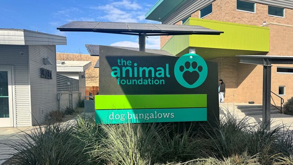 Helping Animals Through Temporary Assistance