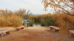 Nature & Adventures Await at Wetlands Park