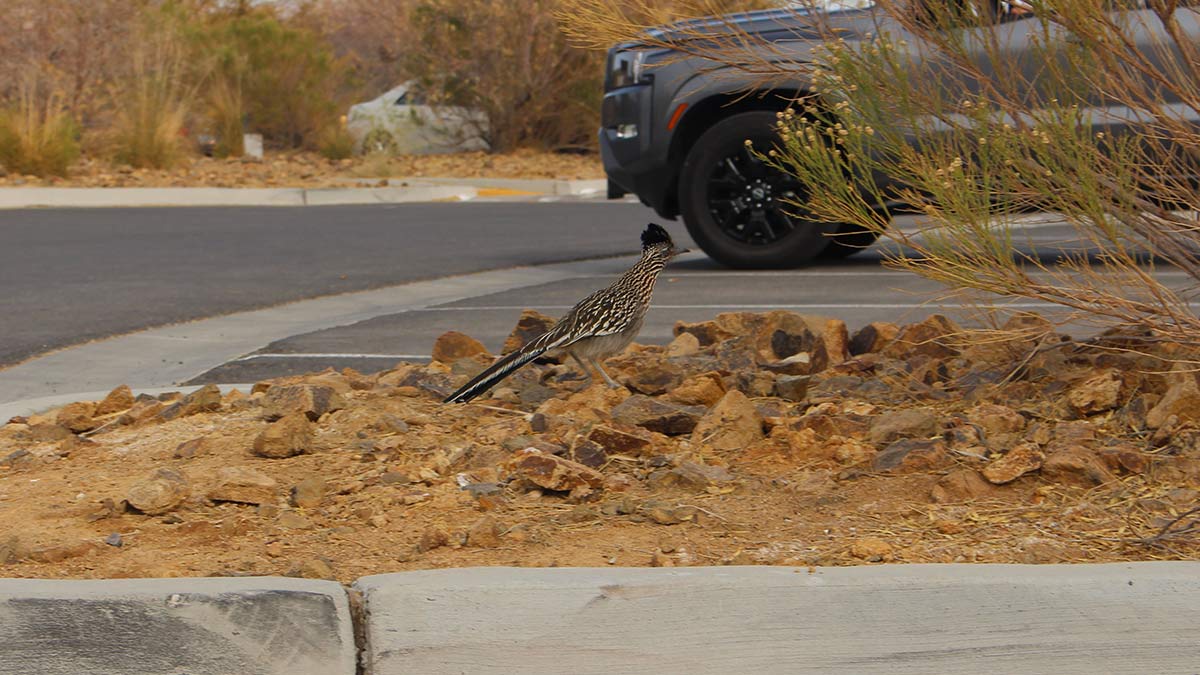 Photo of a Roadrunner at Wetlands Park
