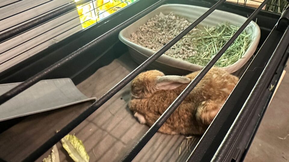 Baron the bookstore bunny seen during our visit to The Writer's Block