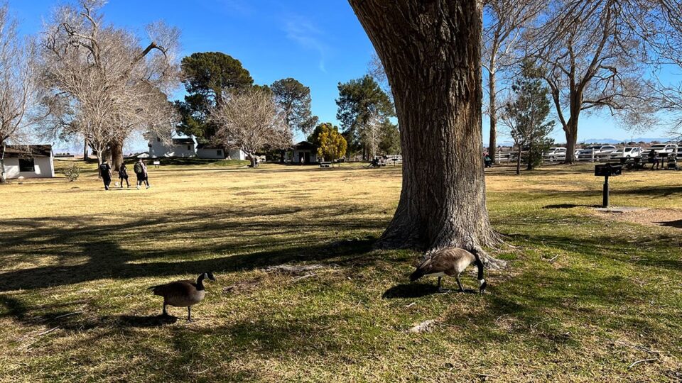 Geese at Floyd Lamb Park