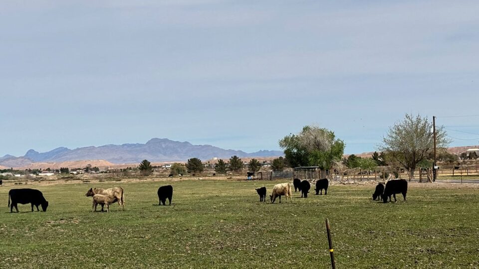 Cattle Farm in Overton, NV