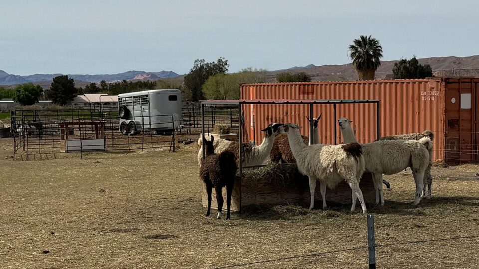 Llama Farm in Overton, NV