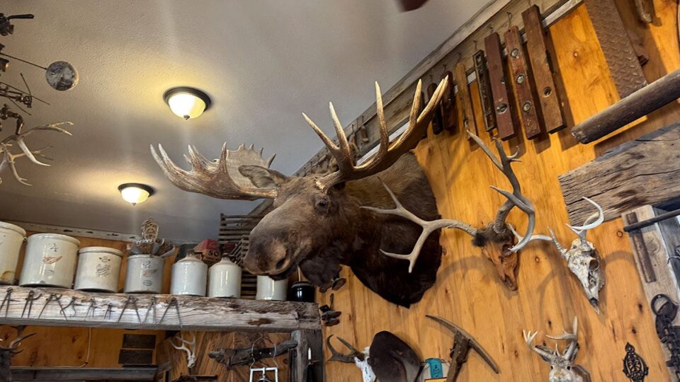 Moose head in the General Store