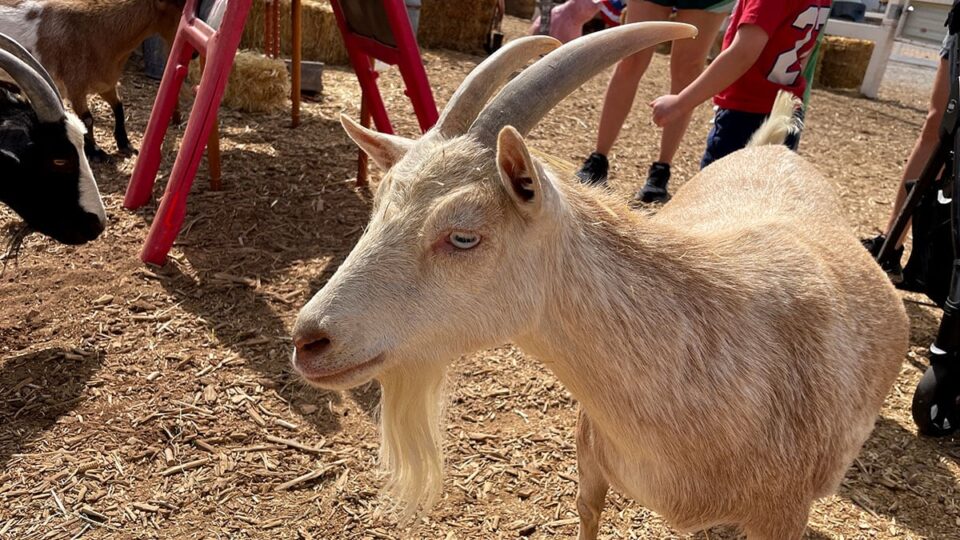 Goat at McKee Ranch