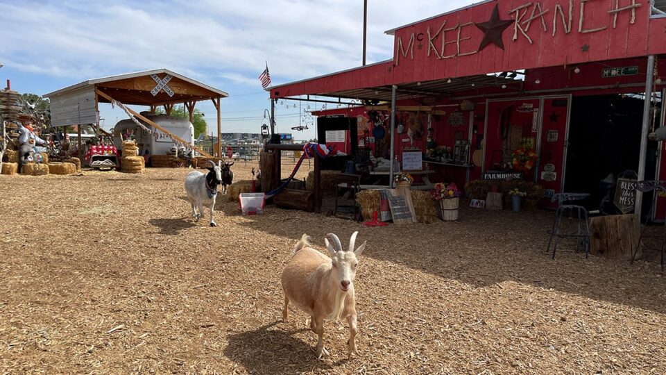 Goats at McKee Ranch