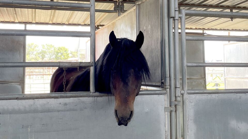 Horses at McKee Ranch