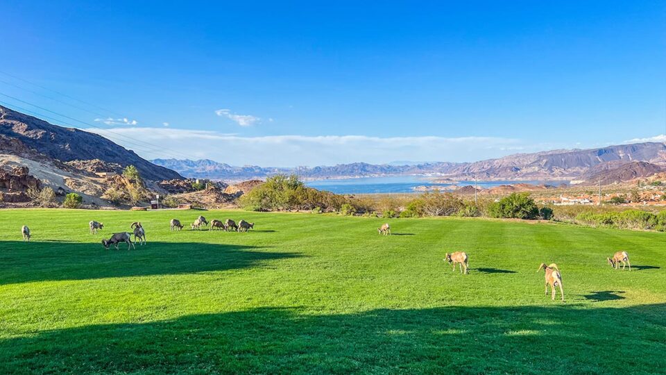 Lake Mead View at Hemenway Park