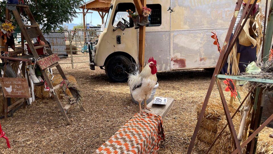 Rooster at McKee Ranch