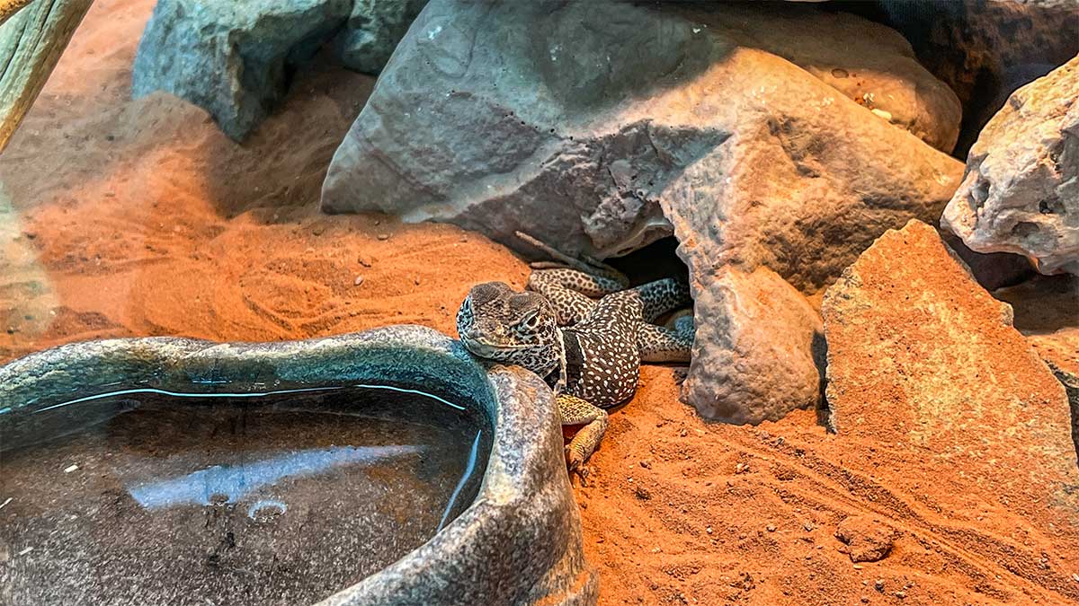 gecko-in-the-wetlands-park-office-building