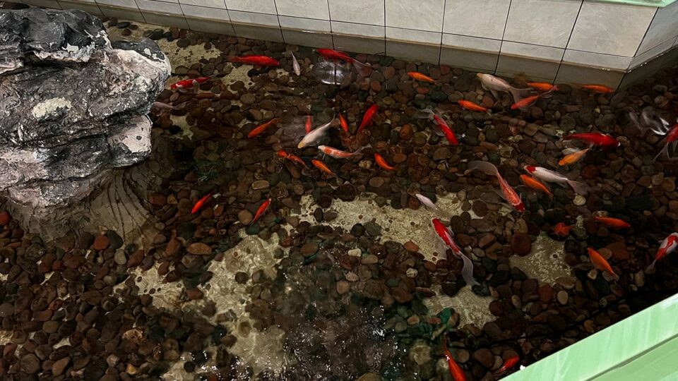Koi Fish at Hibachi Grill and Supreme Buffet