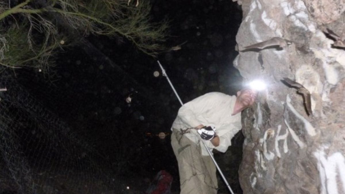 Wetlands Summer Evening Lecture: Bats of Southern Nevada