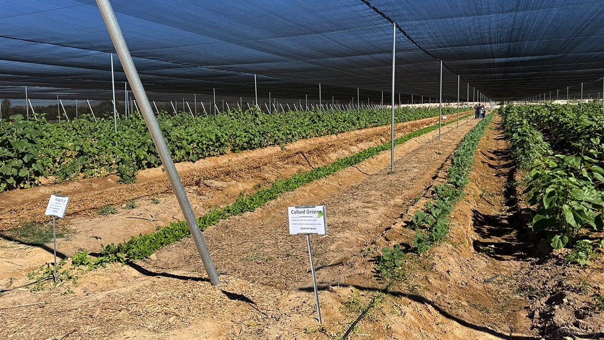 Pick Fresh Produce