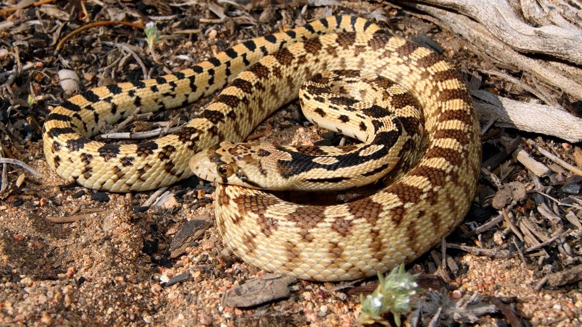 Snakes of the Mojave Desert – Wetlands Park