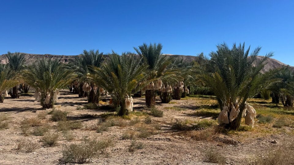 The Famous Date Farm in Tecopa CA