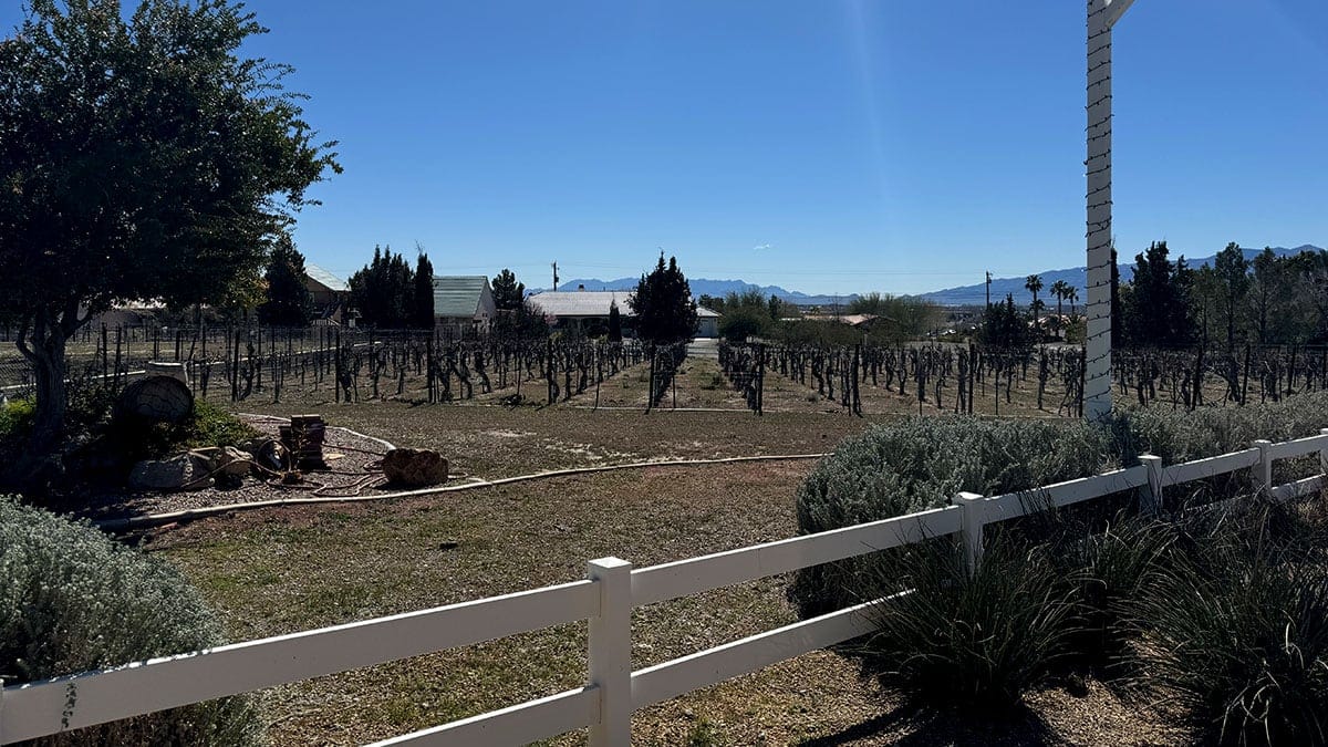 vineyard views at charleston peak winery in pahrump nevada