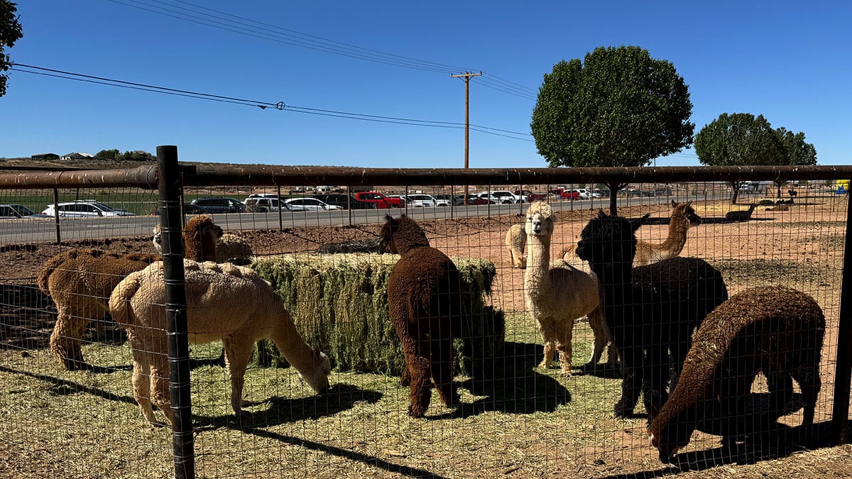 The Farm in Hurricane, Utah: A Family Day Trip from Las Vegas