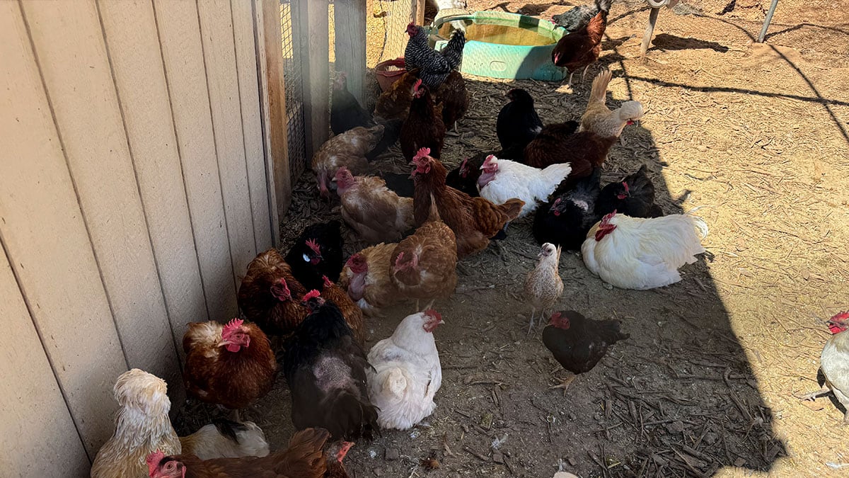 chickens inside coop at the farm