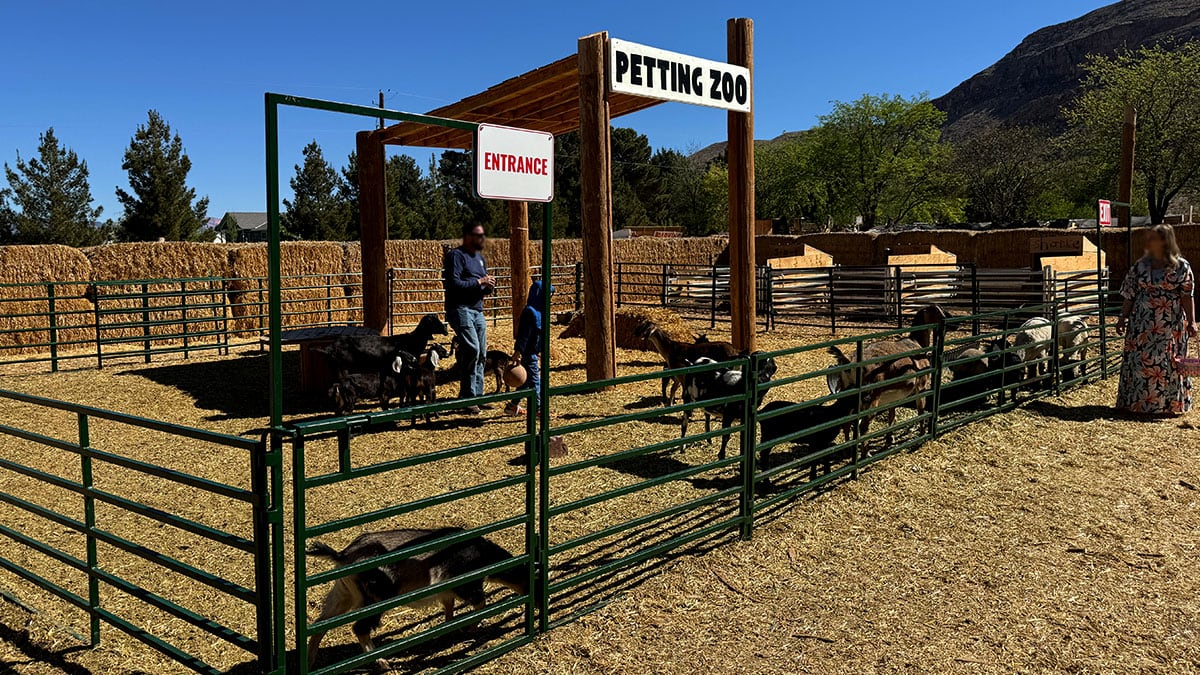 petting zoo animals at the farm
