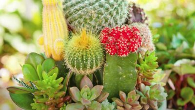 Cacti & Succulents Garden Class at Springs Preserve