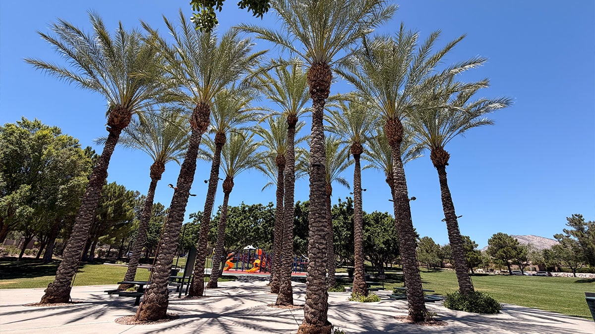 Wide view of North Tower Park in Summerlin featuring playgrounds, grassy areas, and shaded spaces.