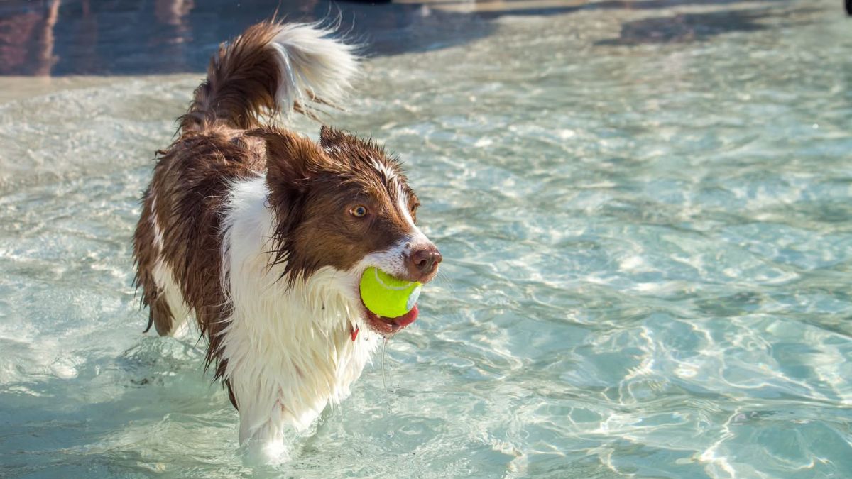 Dog Daze of Summer at Desert Breeze