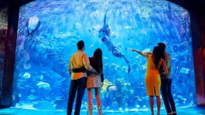 Underwater Pumpkin Carving at Silverton Aquarium